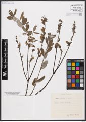 Foto von Salix aurita L. x Salix repens L.